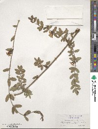 Lonicera rupicola image