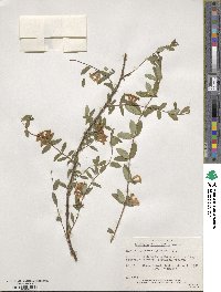 Lonicera rupicola image