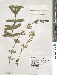 Lonicera rupicola image