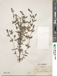 Lonicera rupicola image