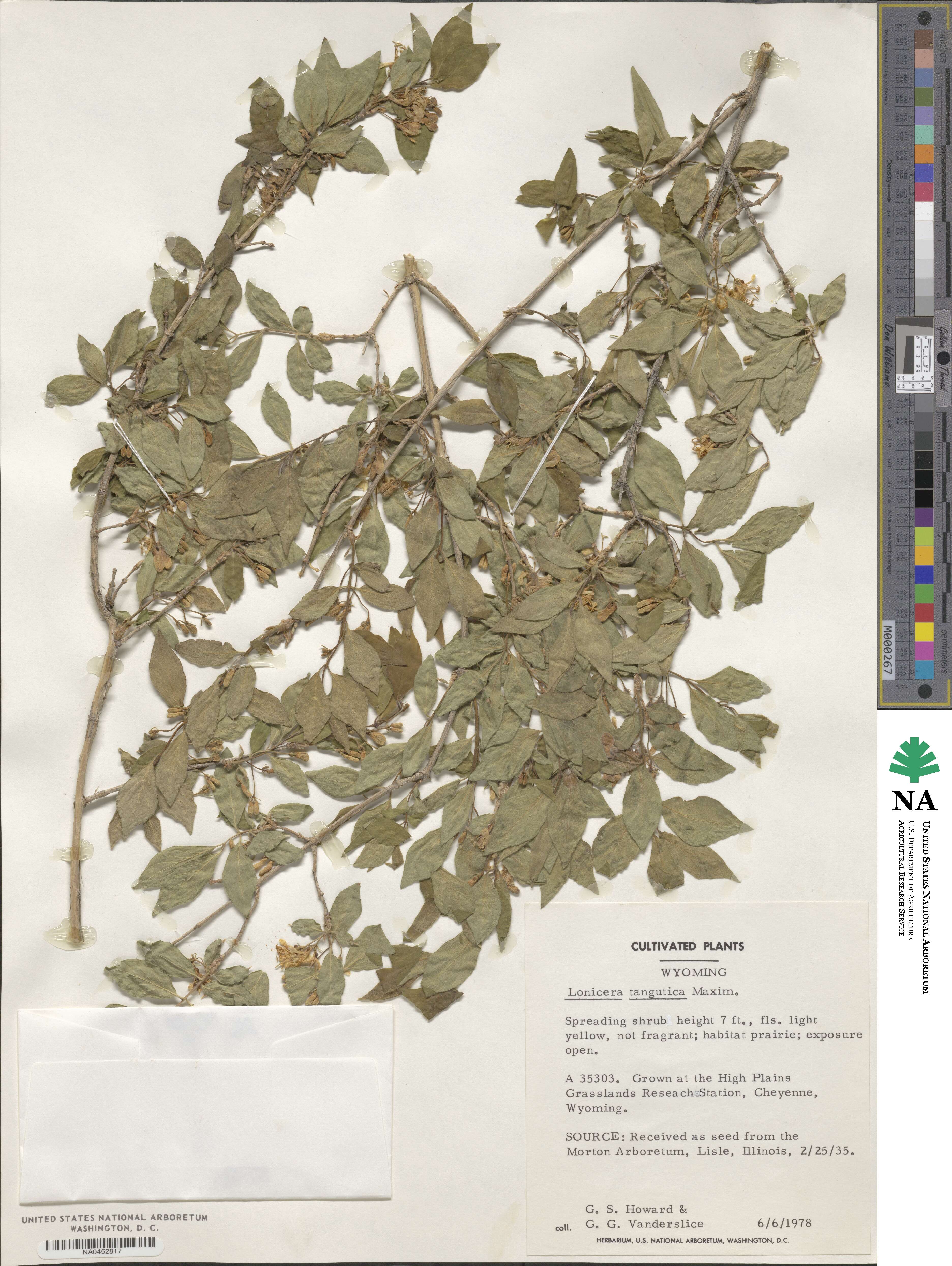 Lonicera tangutica image