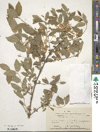 Lonicera tatarica image