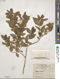 Lonicera tatarica image