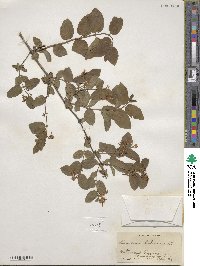 Lonicera tatarica image