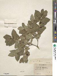 Lonicera tatarica image