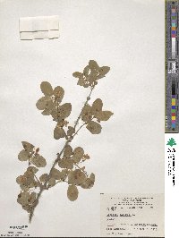 Lonicera tatarica image