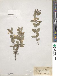 Lonicera tatarica image