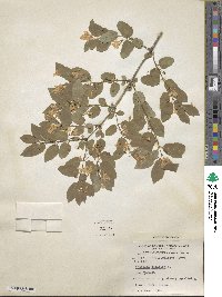 Lonicera tatarica image