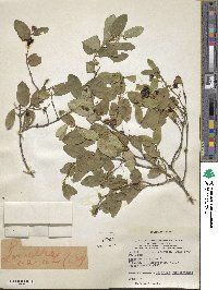 Lonicera tatarica image