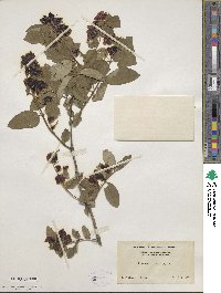 Lonicera tatarica image