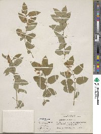 Lonicera tatarica image