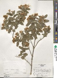 Lonicera tatarica image