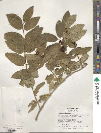 Lonicera tatarica image