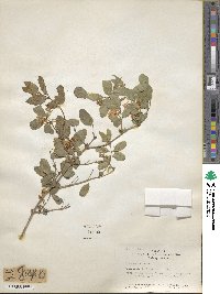 Lonicera tatarica image