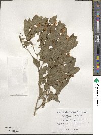 Lonicera tatarica image