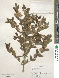 Lonicera tatarica image