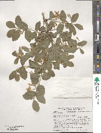 Lonicera tatarica image