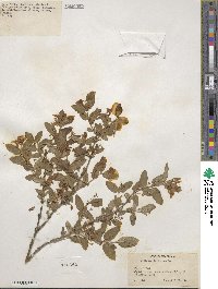 Lonicera tatarica image