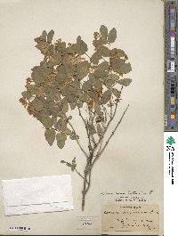 Lonicera tatarica image