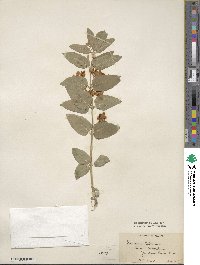 Lonicera tatarica image