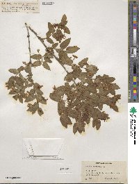 Lonicera tatarica image