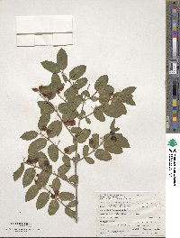 Lonicera tatarica image