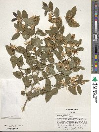 Lonicera tatarica image