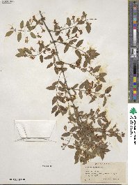 Lonicera tatarica image