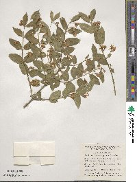 Lonicera tatarica image