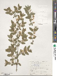 Lonicera tatarica image