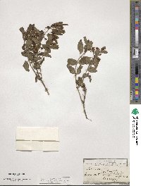 Lonicera tatarica image