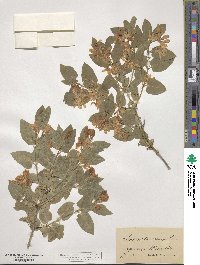 Lonicera tatarica image