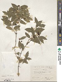 Lonicera tatarica image