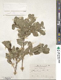 Lonicera tatarica image