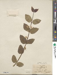 Lonicera tatarica image