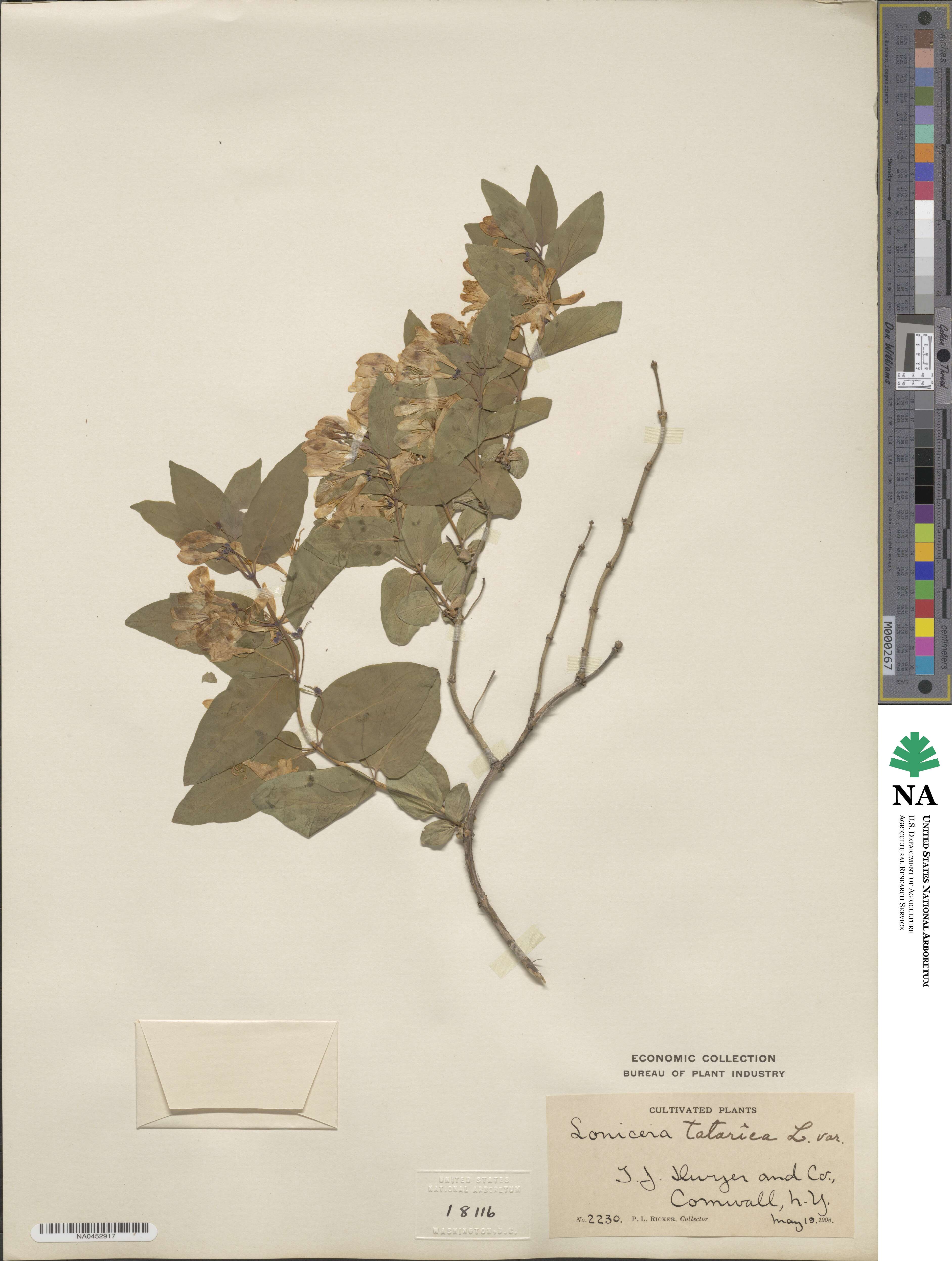Lonicera tatarica image