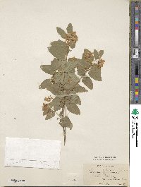 Lonicera tatarica image