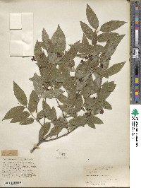 Lonicera tatarinowii image