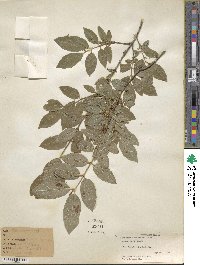 Lonicera tatarinowii image