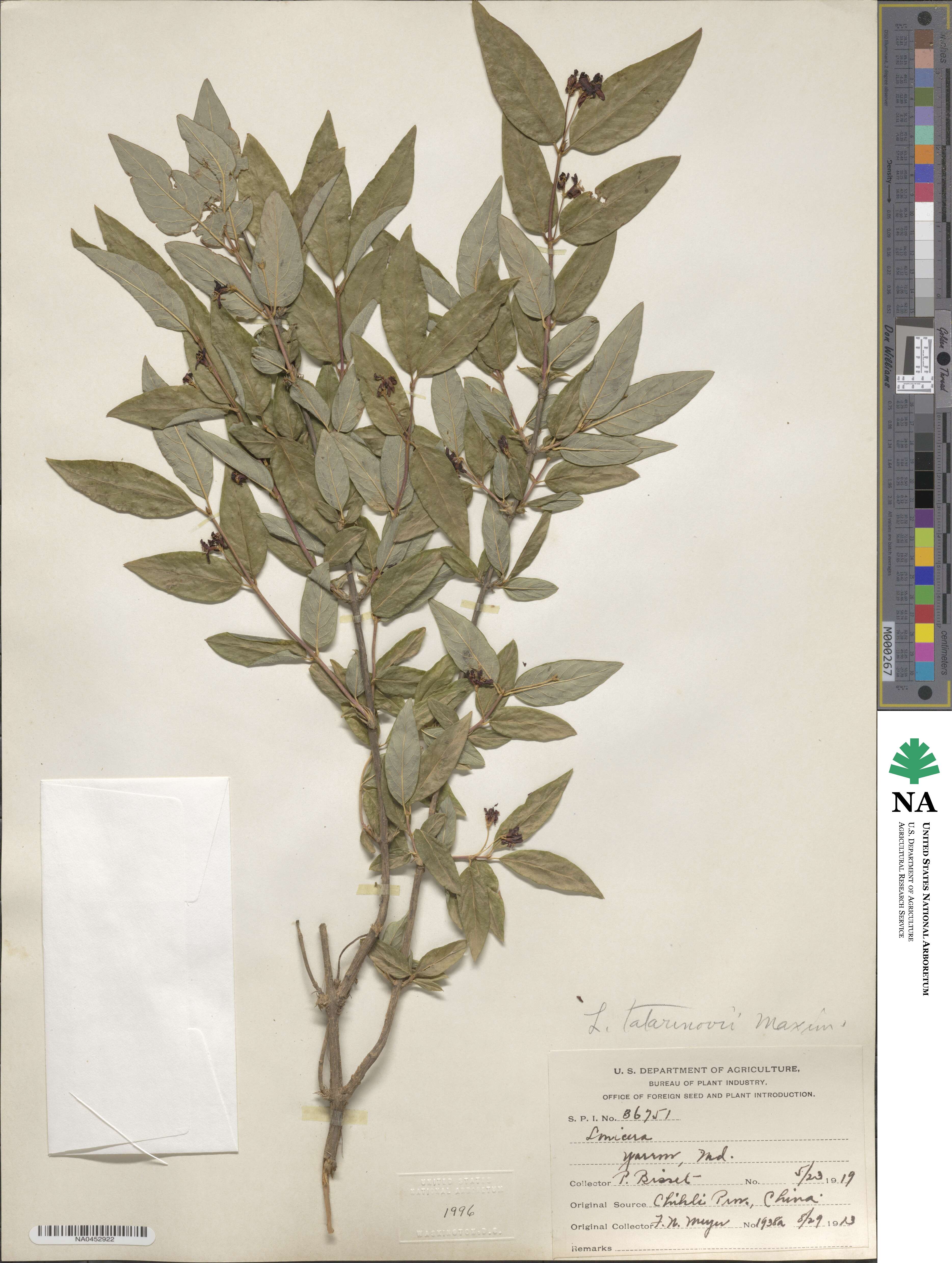 Lonicera tatarinowii image