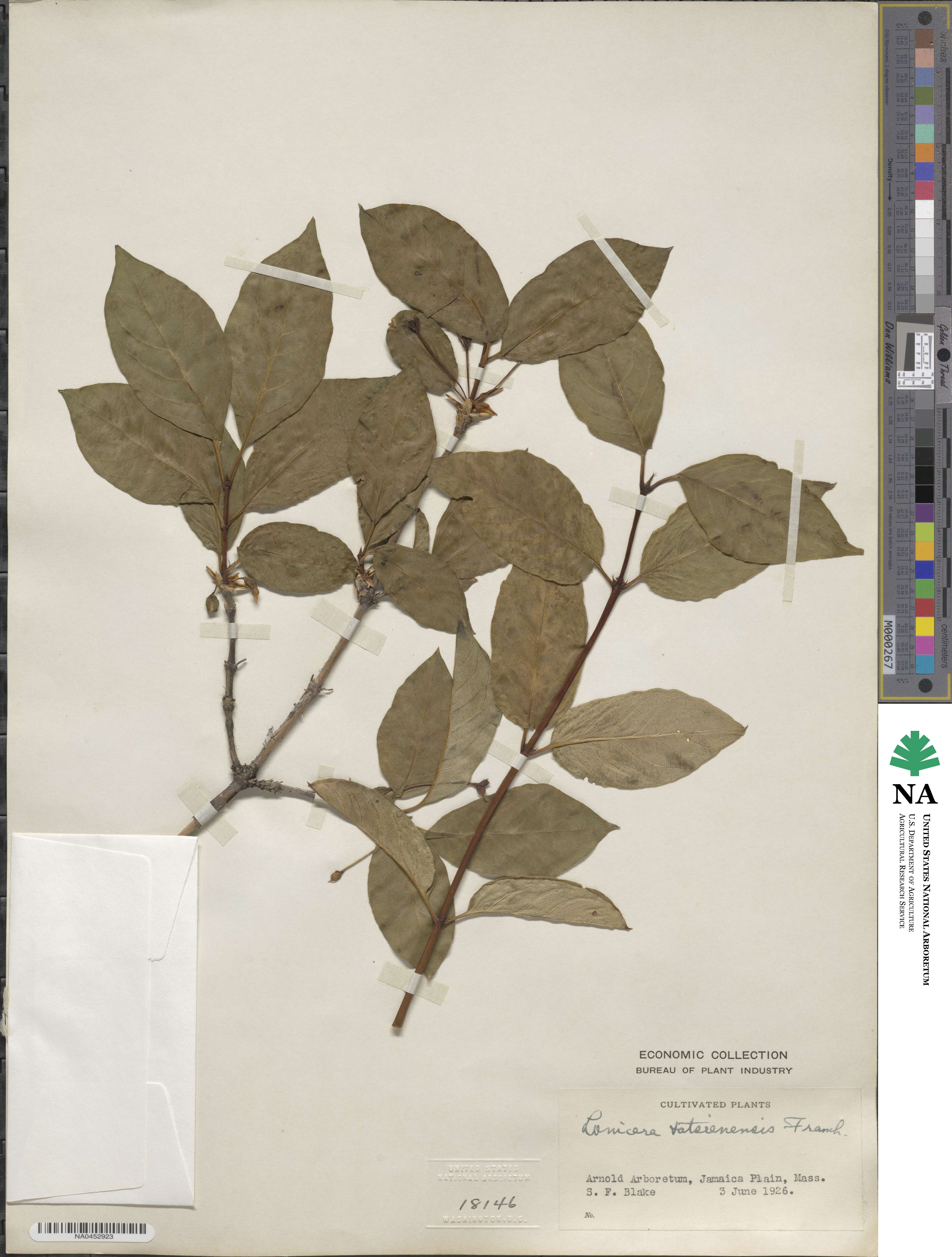 Lonicera webbiana subsp. webbiana image