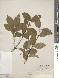 Lonicera webbiana image