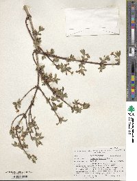 Lonicera gracilipes image