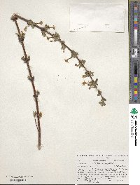 Lonicera gracilipes image