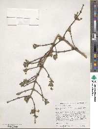 Lonicera gracilipes image