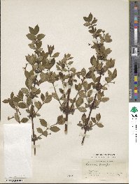 Lonicera gracilipes image