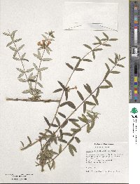 Lonicera rupicola image