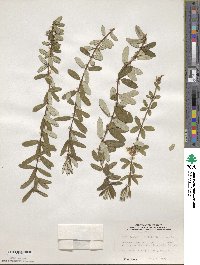 Lonicera rupicola image