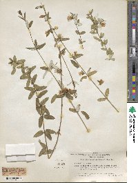 Lonicera rupicola image