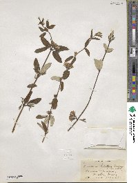 Lonicera rupicola image